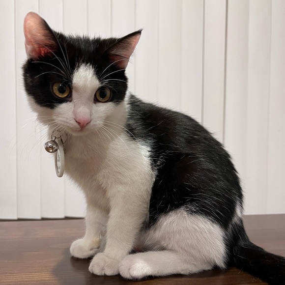 Meet your Posher, Rissa - Picture 1 of 1